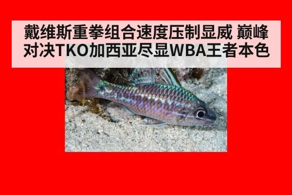戴维斯重拳组合速度压制显威 巅峰对决TKO加西亚尽显WBA王者本色